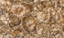 APAVISA PETRIFIED WOOD POLISHIED 59.55х119.3 G-1442 мини 1