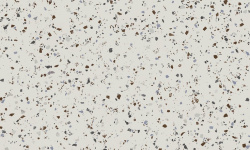 APAVISA SOUTH WHITE NATURAL 99.55х99.55 G-7268 мини 3 2