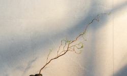 PERONDA LUCCA 4D WHITE SP/R 100х180 BN-138 мини 3 4