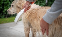 HG DogShower Душ для собак 150 3jet, с массажной струей: fur, leg, paw, матовый белый мини 3 3