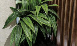 LANTIC TUSK NAVY 31х31.5x1.1 G-143 мини 3 4