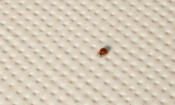 MUTINA PICO DOWN NATURAL BLANC 120х120 мини 3 9